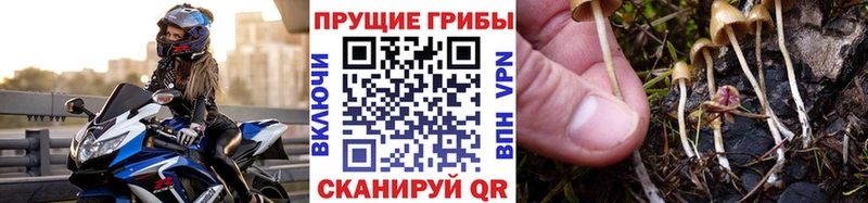 купить наркоту  Соликамск  Псилоцибиновые грибы Psilocybe 